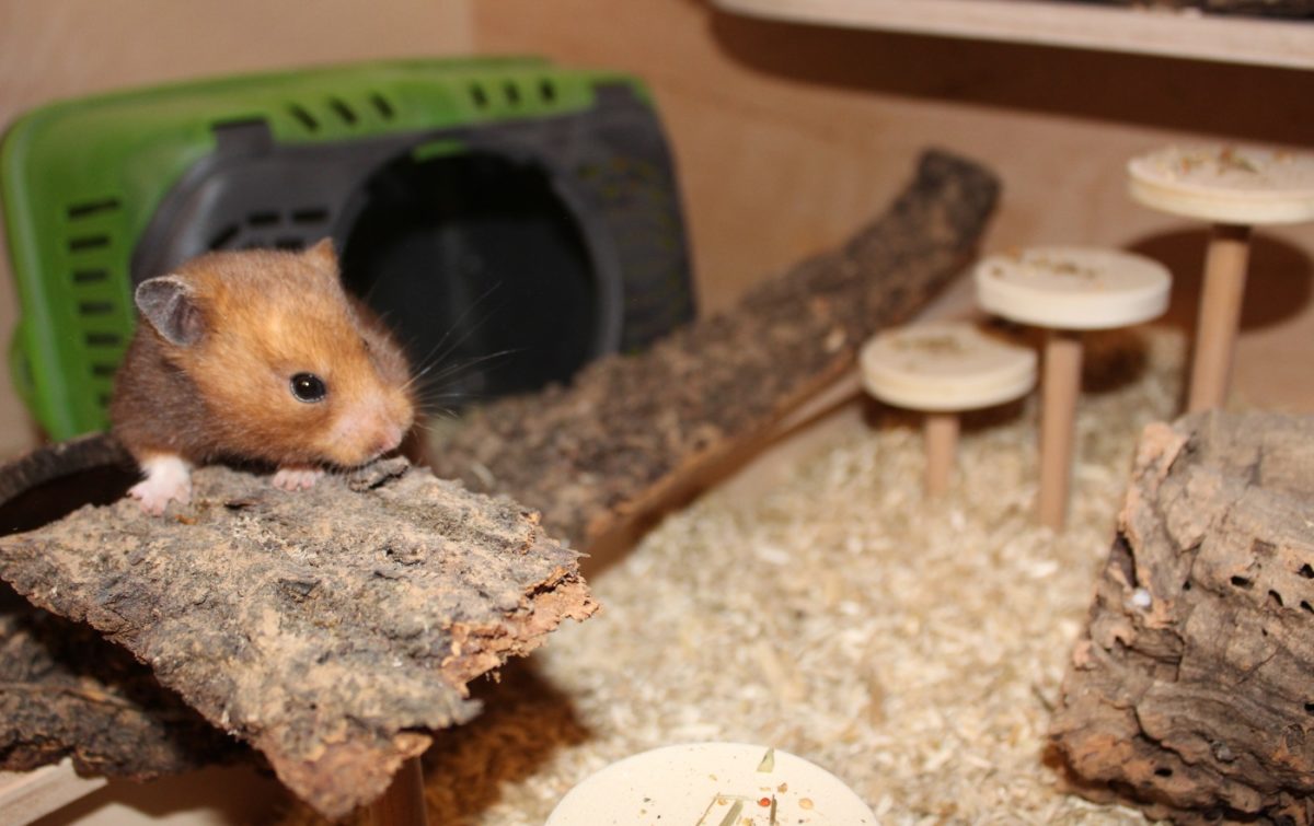 Neuer Hamster beißt