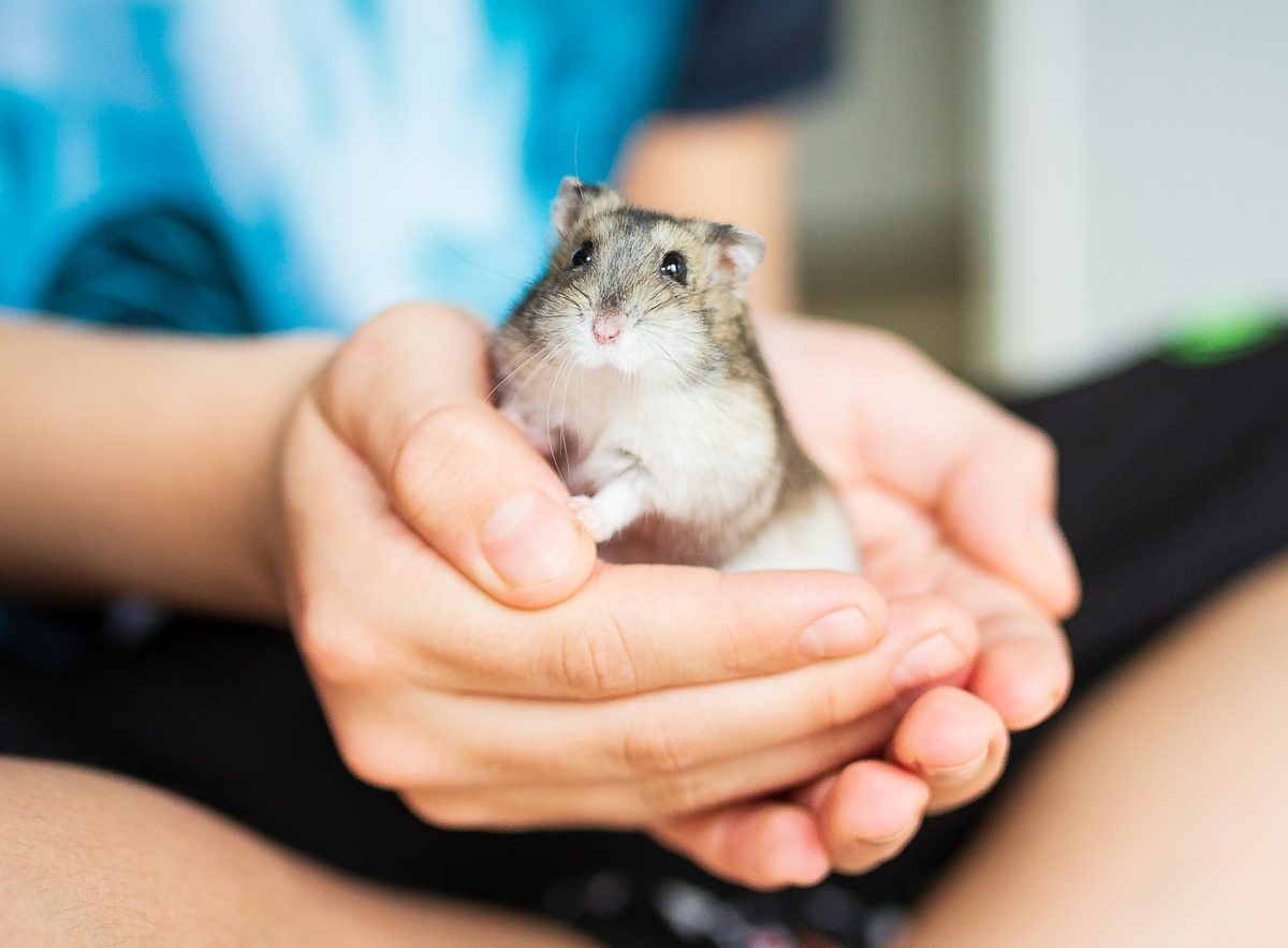 Hamster während des Urlaubes abgeben