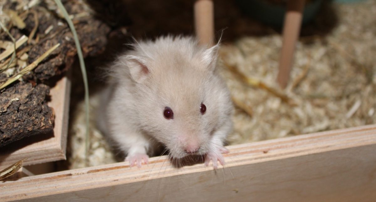Hamsterzubehör Checkliste Käfig
